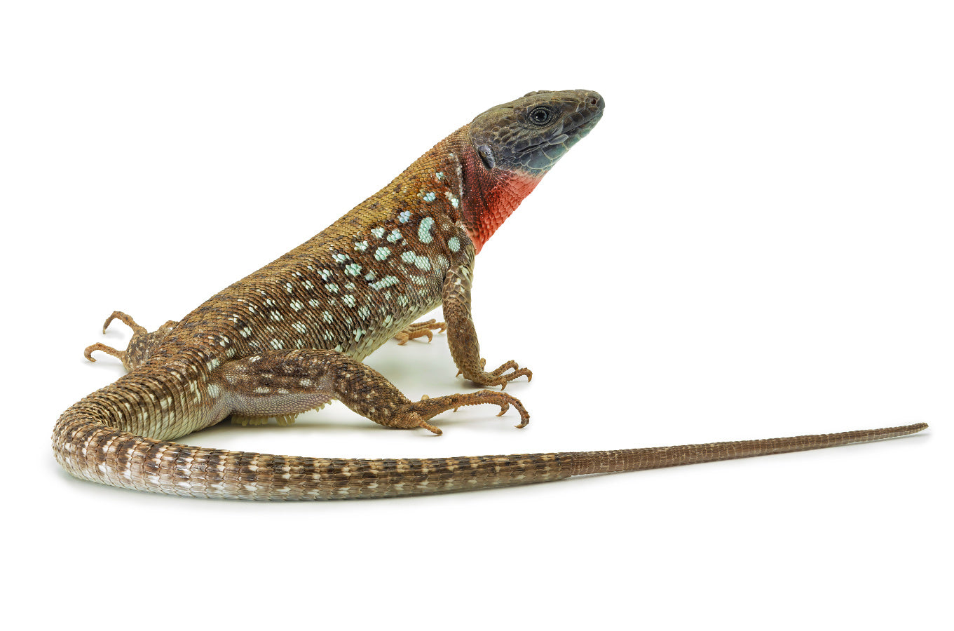 Timon kurdistanicus