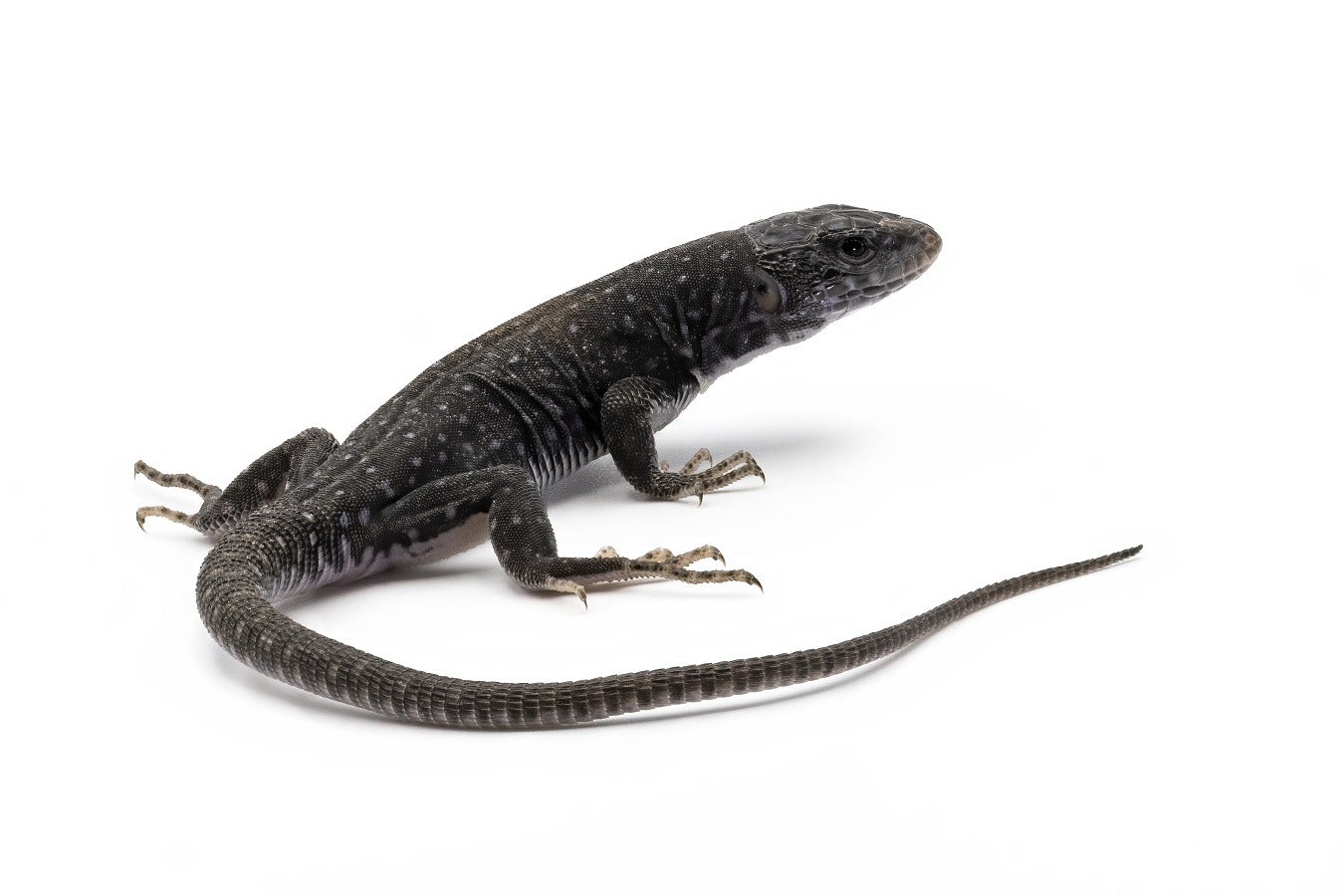 Timon Lepidus-melanistic