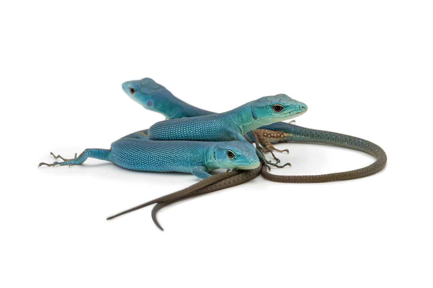 Gastropholis prasina- Tiffany Blue form