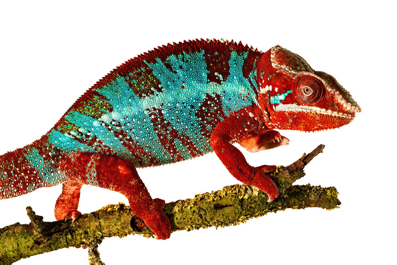 Panther chaleleon-Anbanja Blue