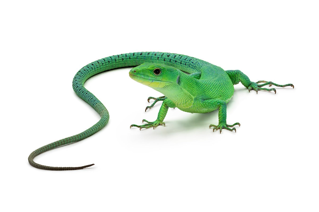 Gastropholis prasina-Green form