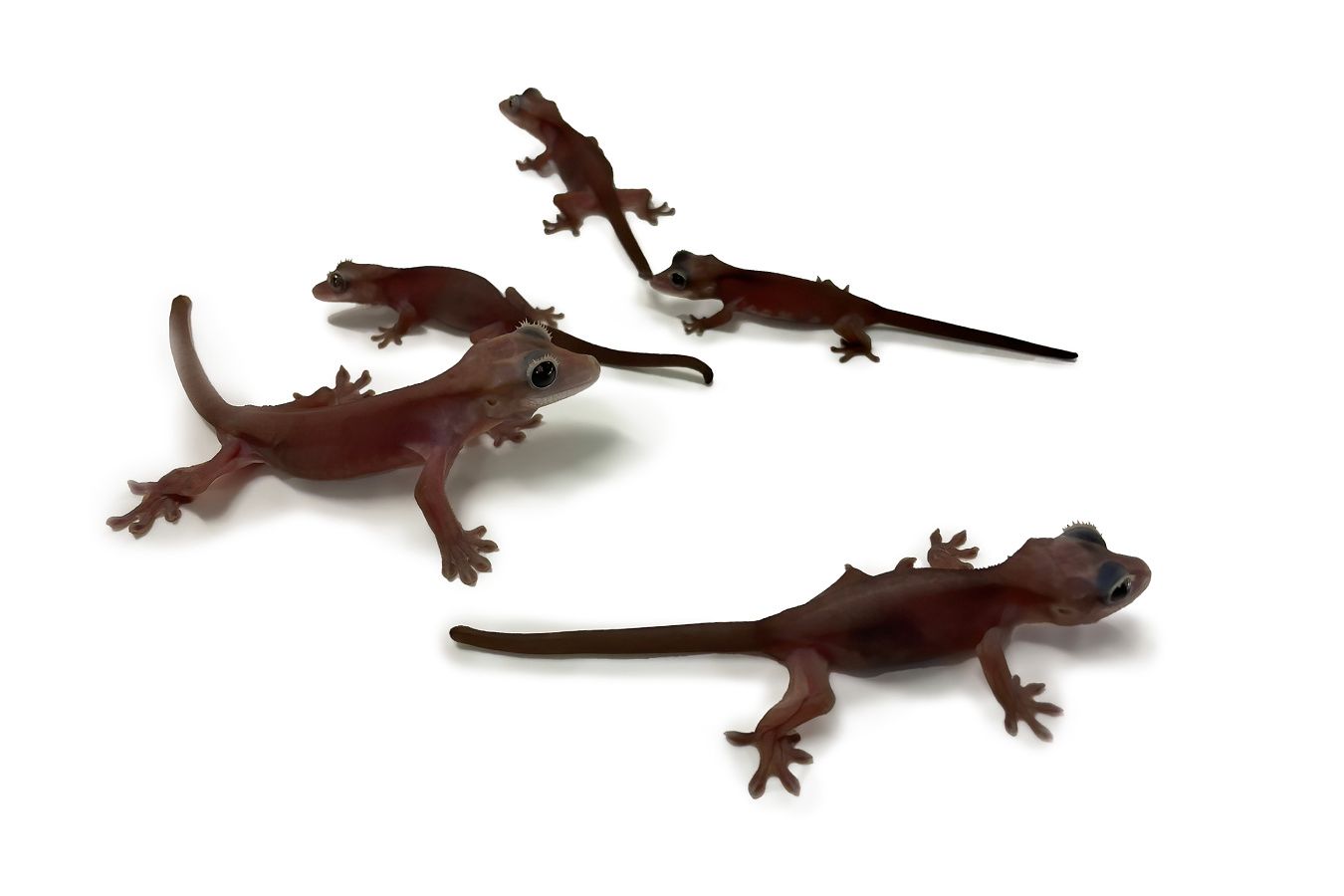 Correlophus Ciliatus-Super Cappuccino