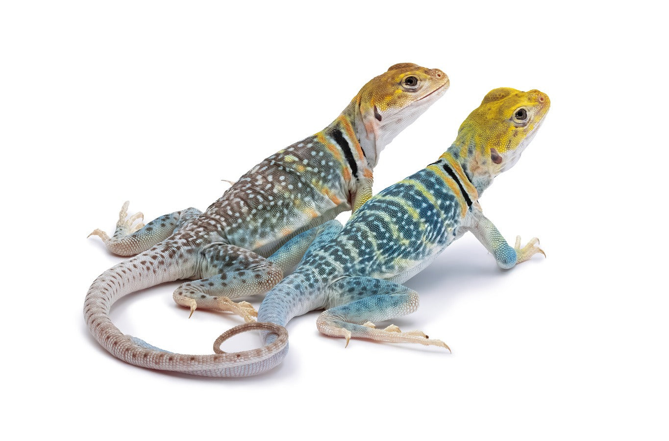 Crotaphytus collaris auriceps