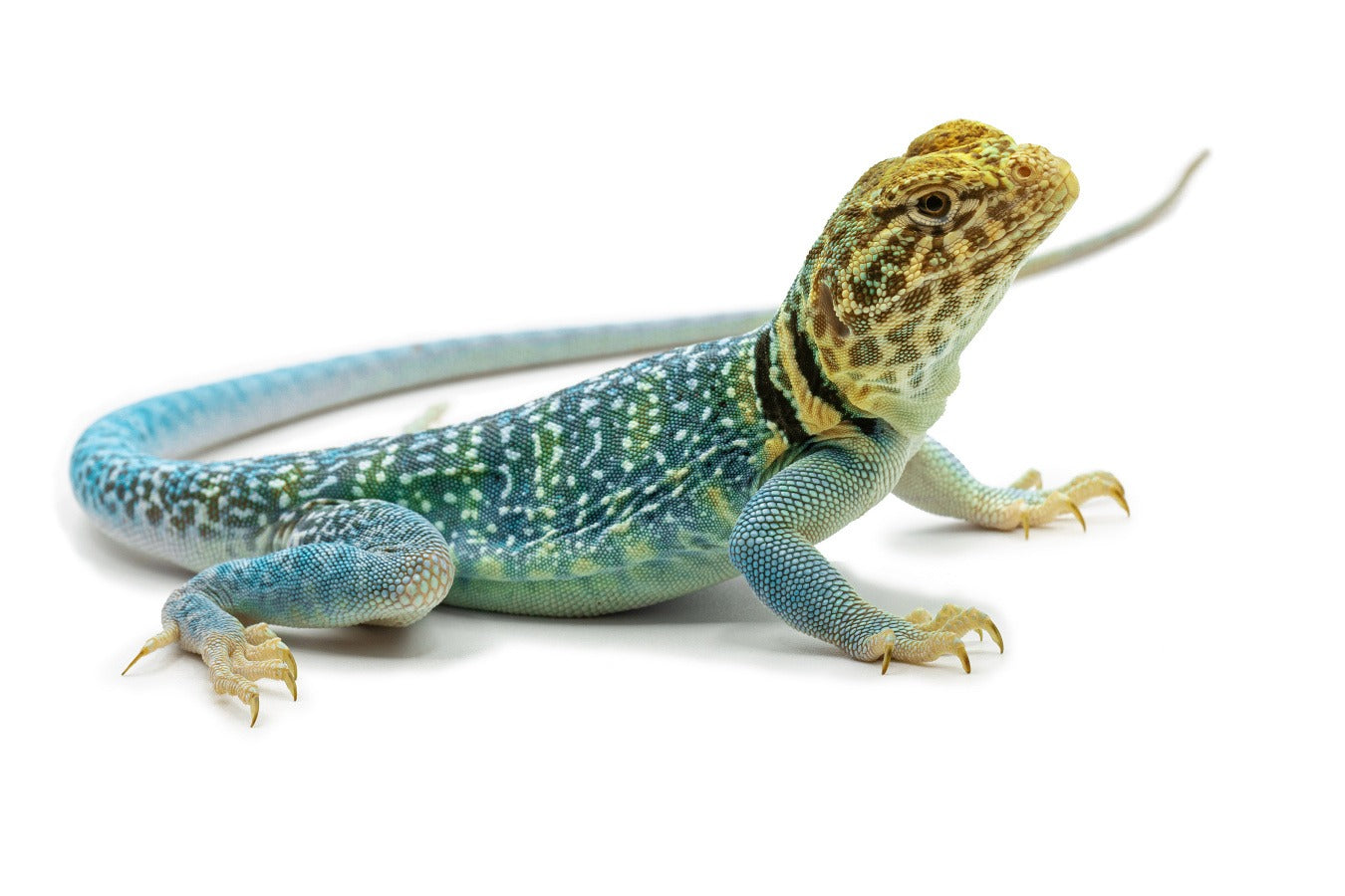 Crotaphytus collaris-Wichita mountains