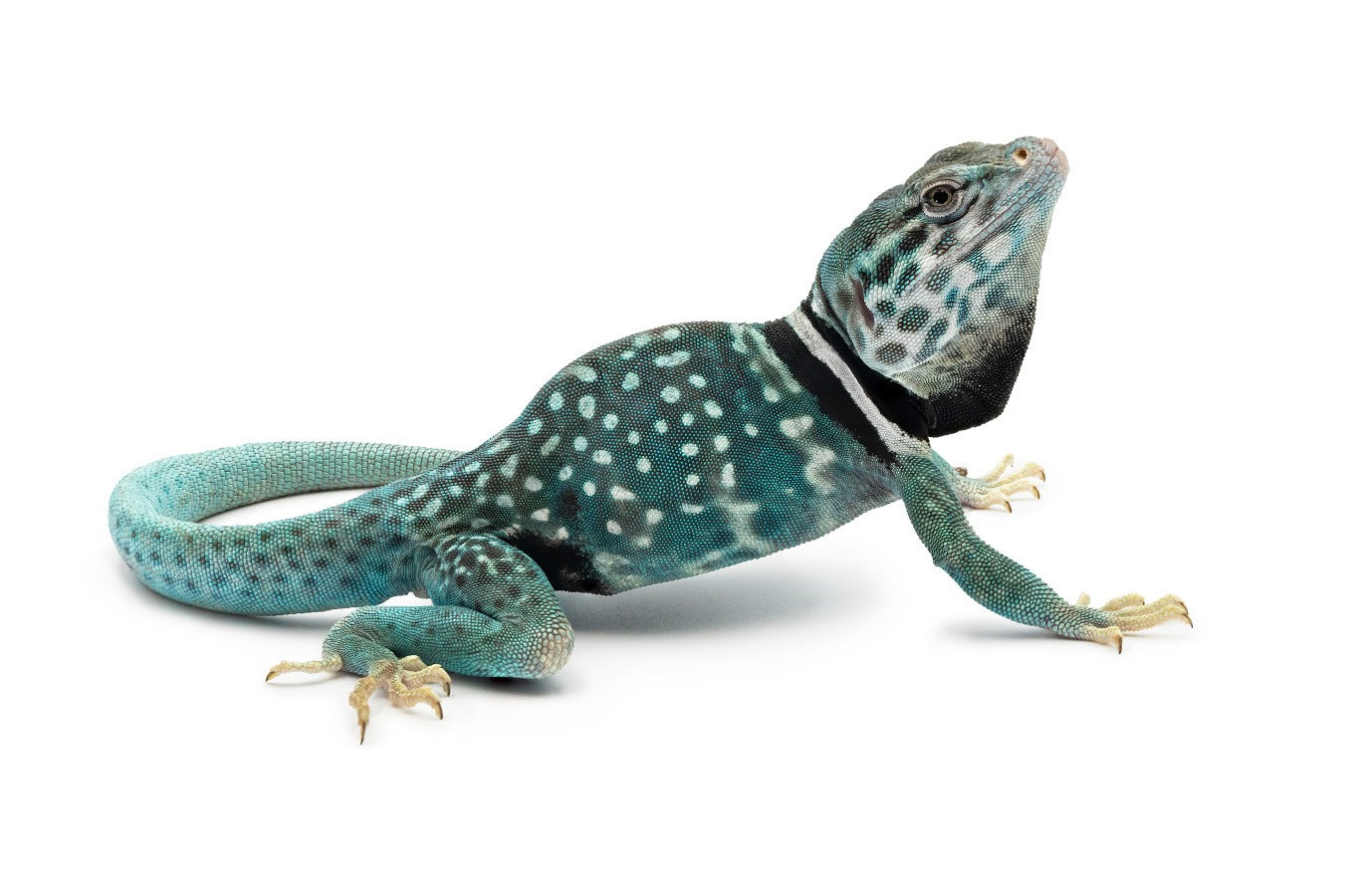 Crotaphytus dickersonae