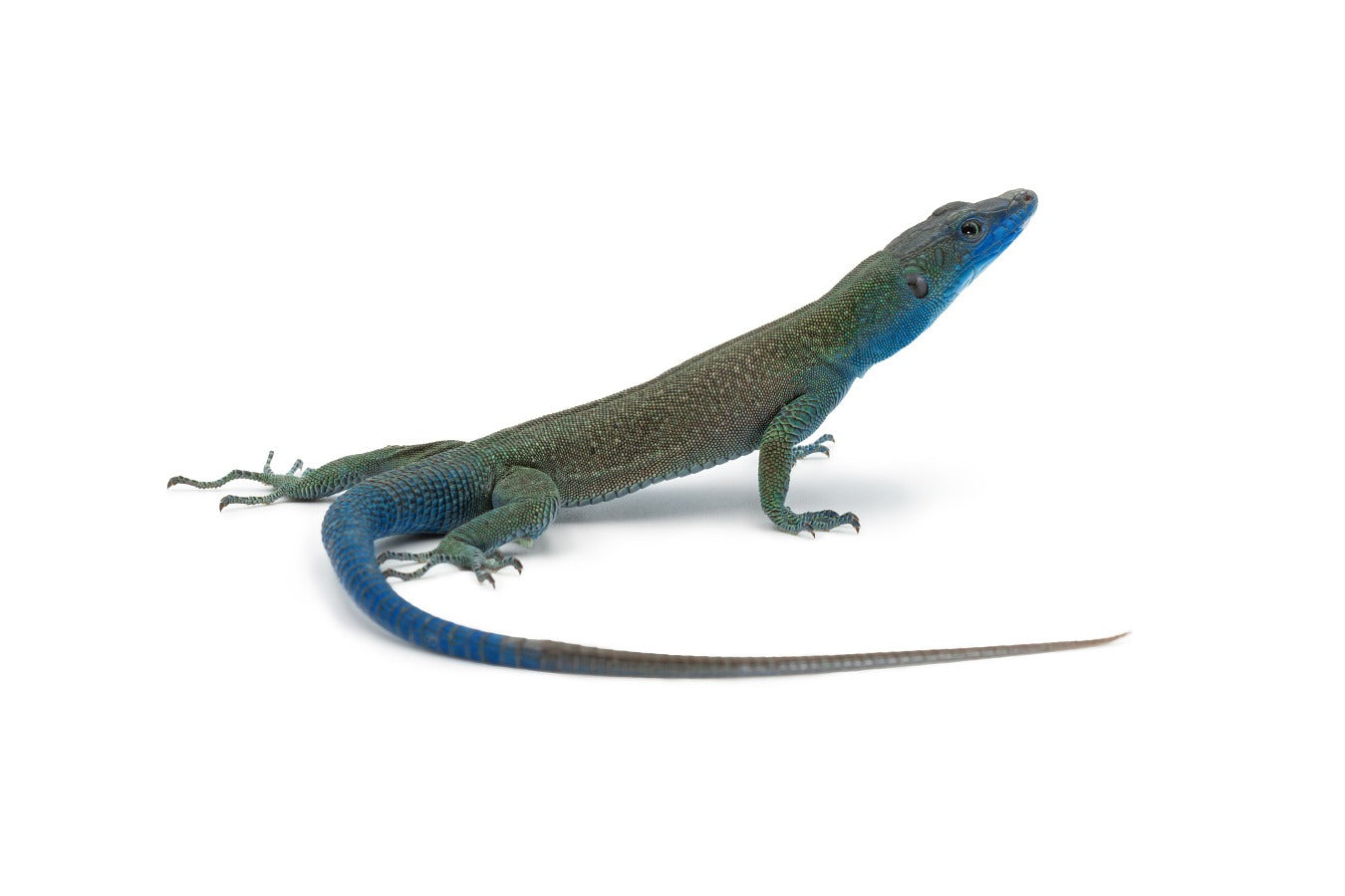 Dalmatolacerta oxycephala nature