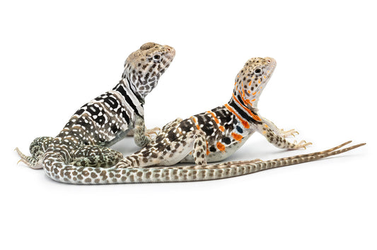 Crotaphytus collaris-sp.Fancy