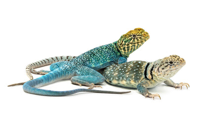 Crotaphytus collaris-Wichita mountains