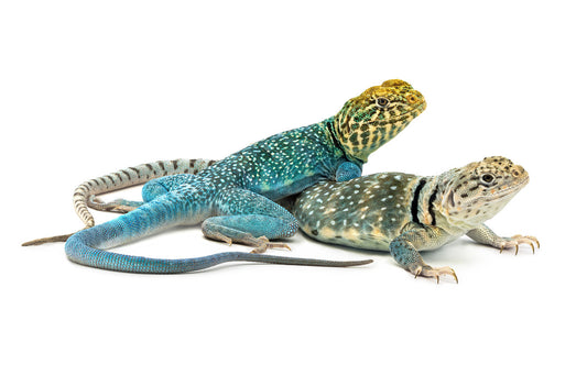 Crotaphytus collaris-Wichita mountains