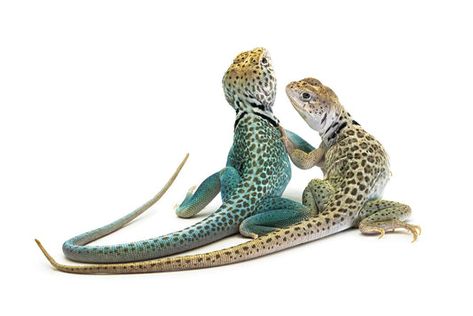 Crotaphytus collaris-panther form