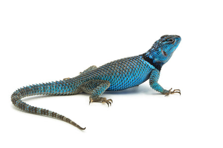 Sceloporus minor