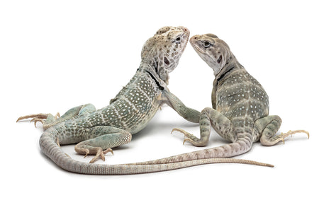 Crotaphytus collaris-leucistic