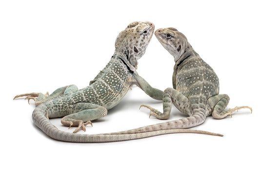 Crotaphytus collaris-leucistic