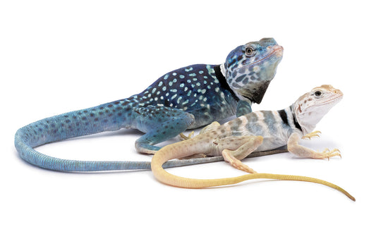 Crotaphytus dickersonae