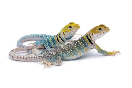 Crotaphytus collaris auriceps