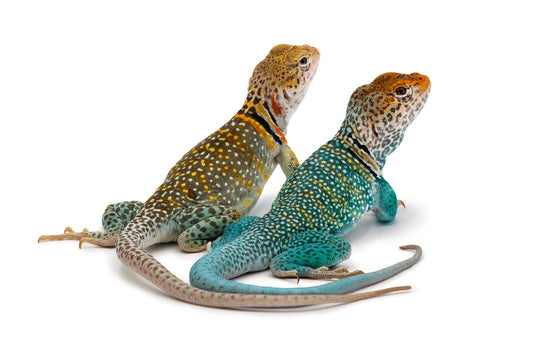 Crotaphytus collaris baileyi