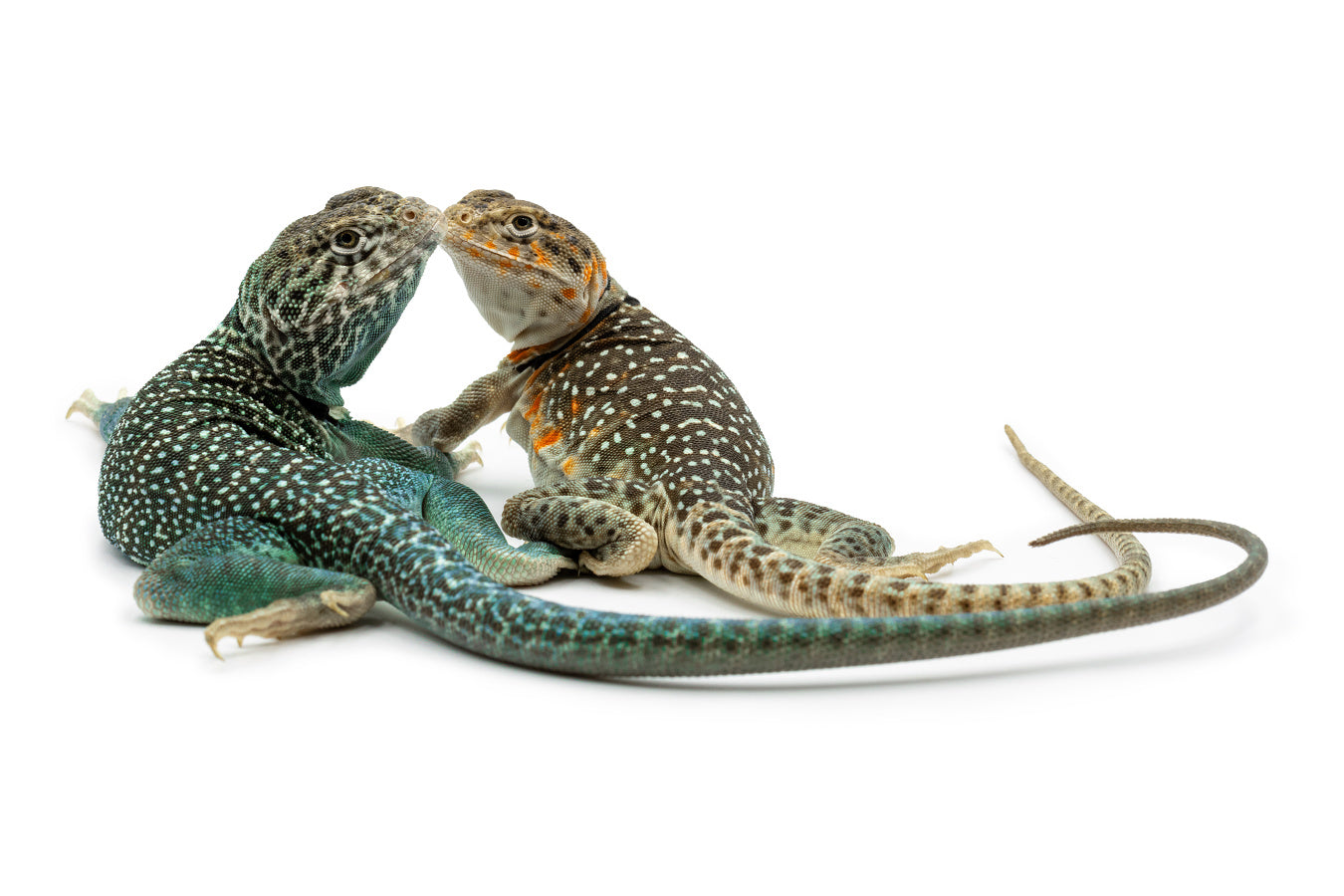 Crotaphytus collaris collaris
