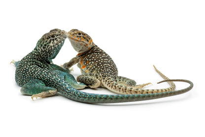 Crotaphytus collaris collaris