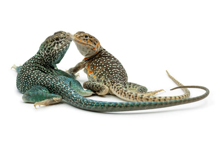 Crotaphytus collaris collaris