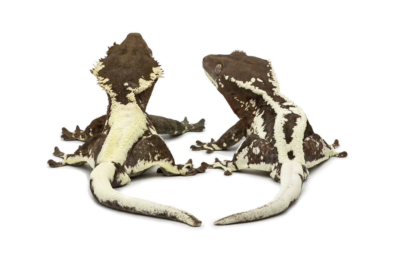 Correlophus ciliatus-Frappuccino