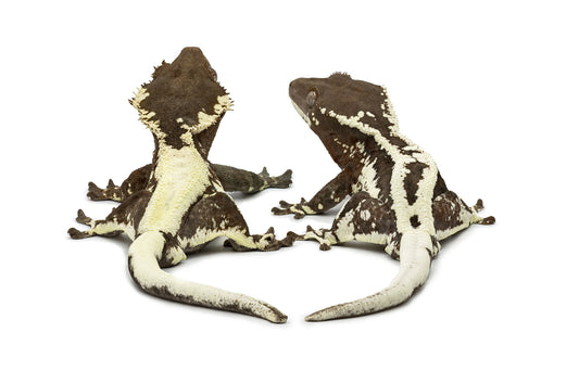 Correlophus ciliatus-Frappuccino