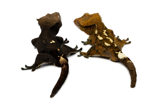 Correlophus ciliatus-Cappuccino