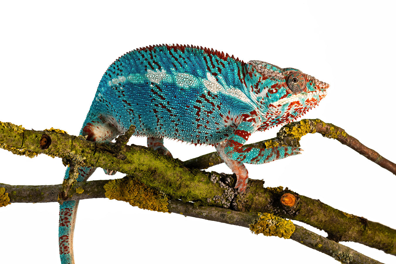 Panther chaleleon-Anbanja Blue