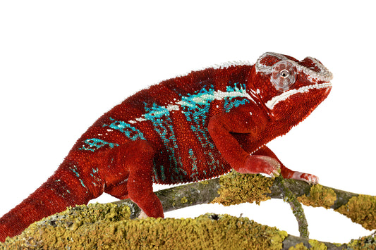 Panther chameleon- Anbanja Red