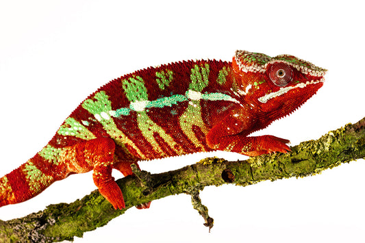 Panther chameleon-Ambilobe Red Bar