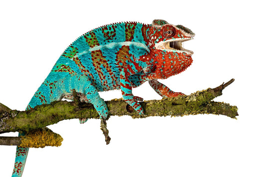 Panther chaleleon-Anbanja Blue