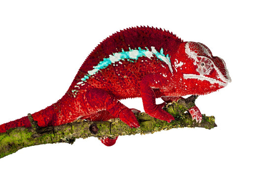 Panther chameleon-Tamatave