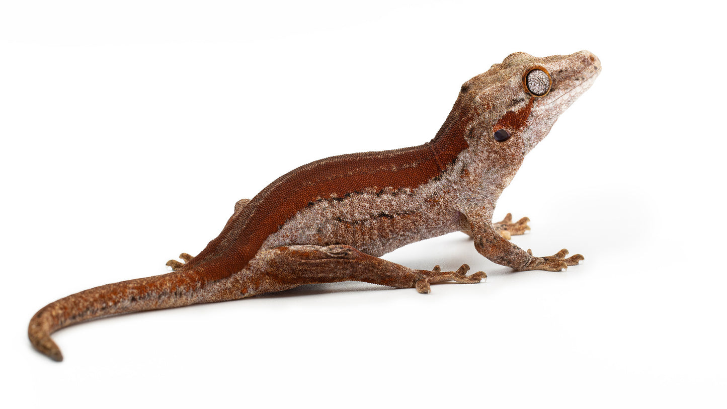 Rhacodactylus auriculatus