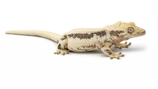 Correlophus ciliatus-Lilly white