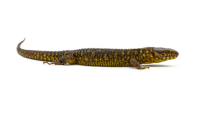 Lepidophyma flavimaculatum