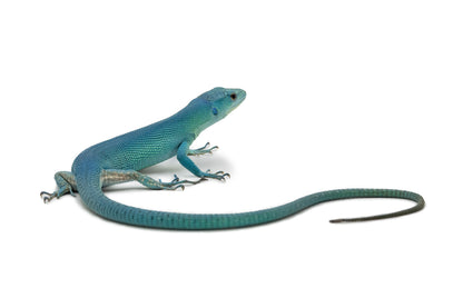 Gastropholis prasina- Tiffany Blue form