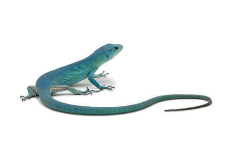 Gastropholis prasina- Tiffany Blue form