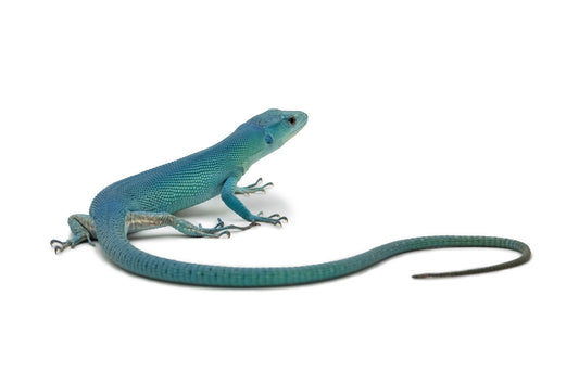 Gastropholis prasina- Blue form