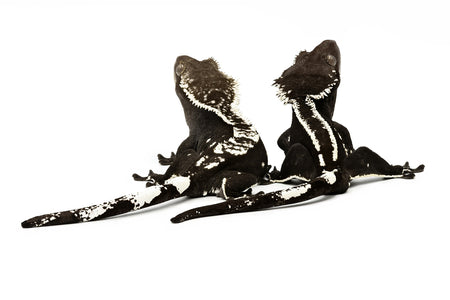 Correlophus cilitus-Axanthic