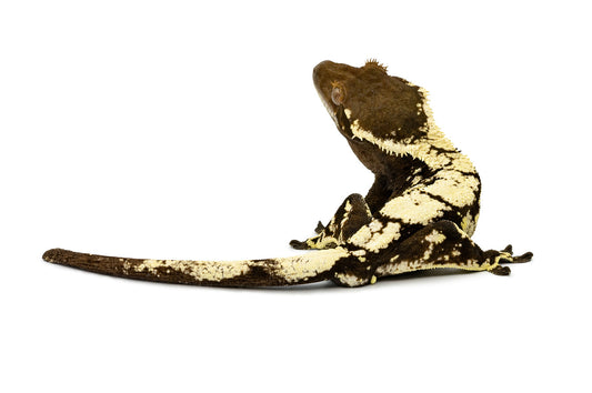 Correlophus ciliatus-Sable