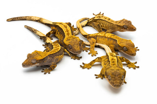 Correlophus ciliatus-Mix High Color