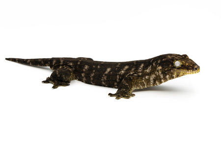 Rhacodactylus leachianus Mt.Koghis-Melanistic