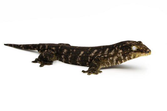 Rhacodactylus leachianus Mt.Koghis-Melanistic