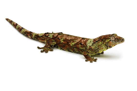 Rhacodactylus chahoua Pine Island