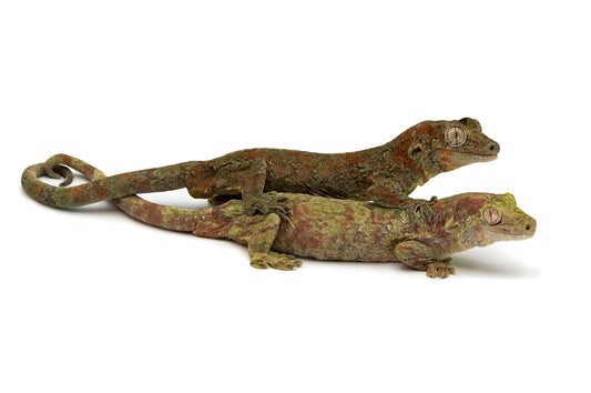 Rhacodactylus chahoua Mainland