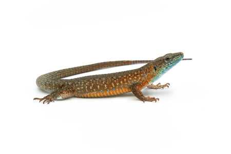 Algyroides nigropunctatus