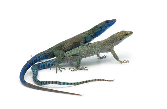 Dalmatolacerta oxycephala nature