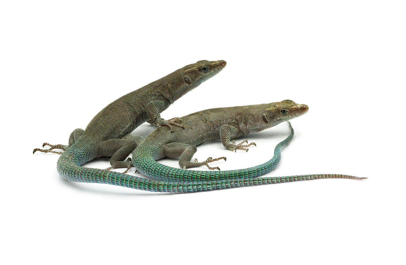 Dalmatolacerta oxycephala cobalt