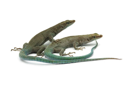 Dalmatolacerta oxycephala cobalt