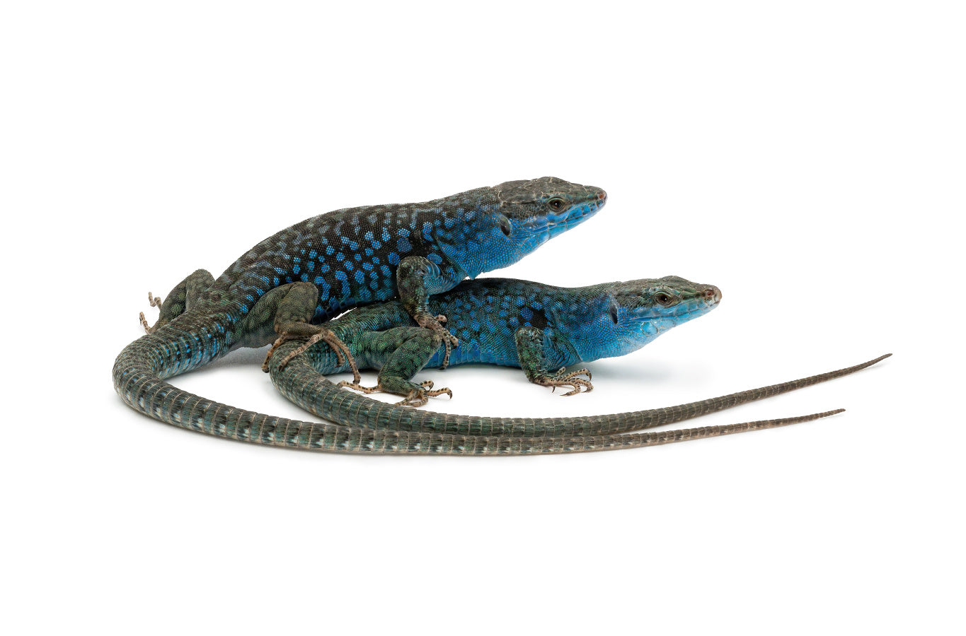 Podarcis sicula paulae