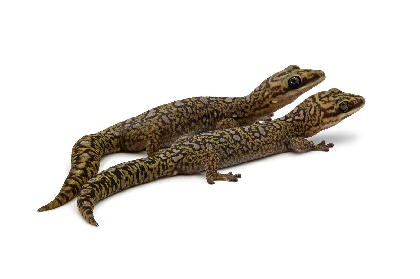 Oedura monilis
